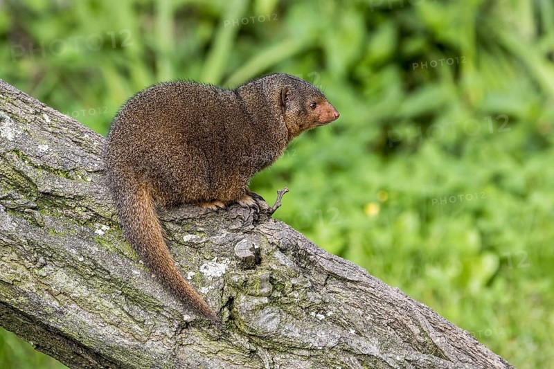 Common dwarf mongoose