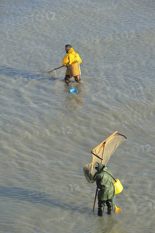 Shrimpers fishing for shrimps with shrimping net along the beach at Le Treport