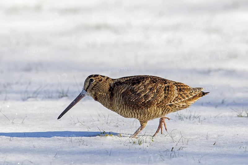 Eurasian woodcock