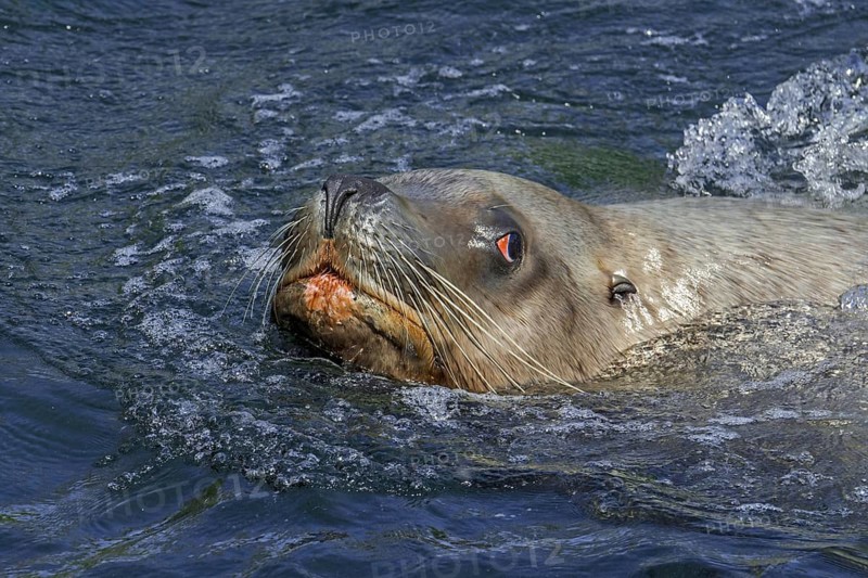 Steller sea lion