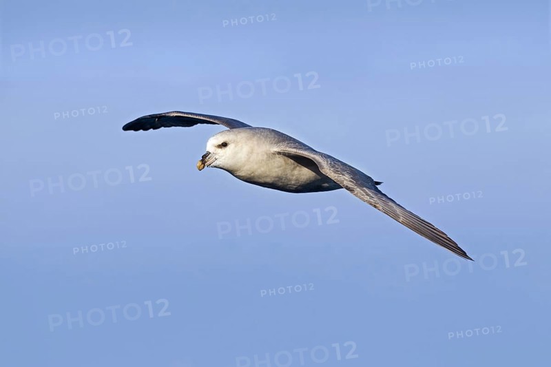 Northern fulmar