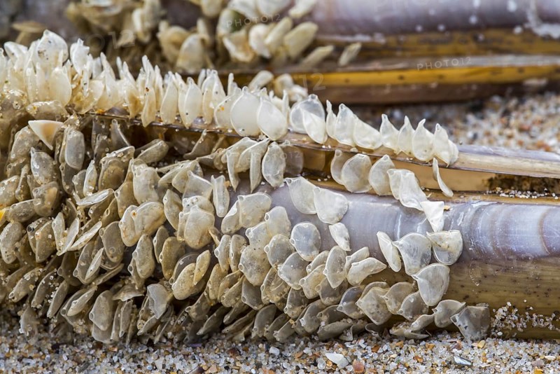 Egg cases