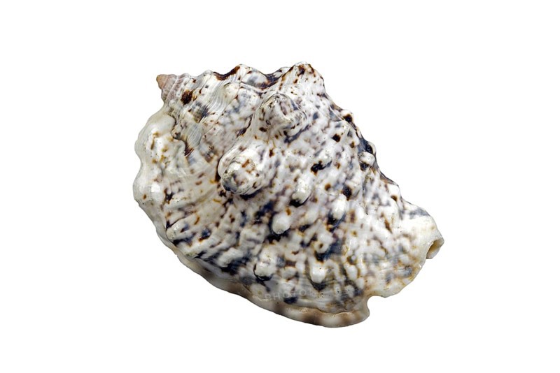 Silver conch