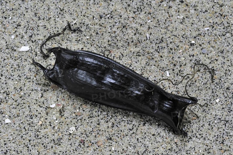 Mermaid's purse