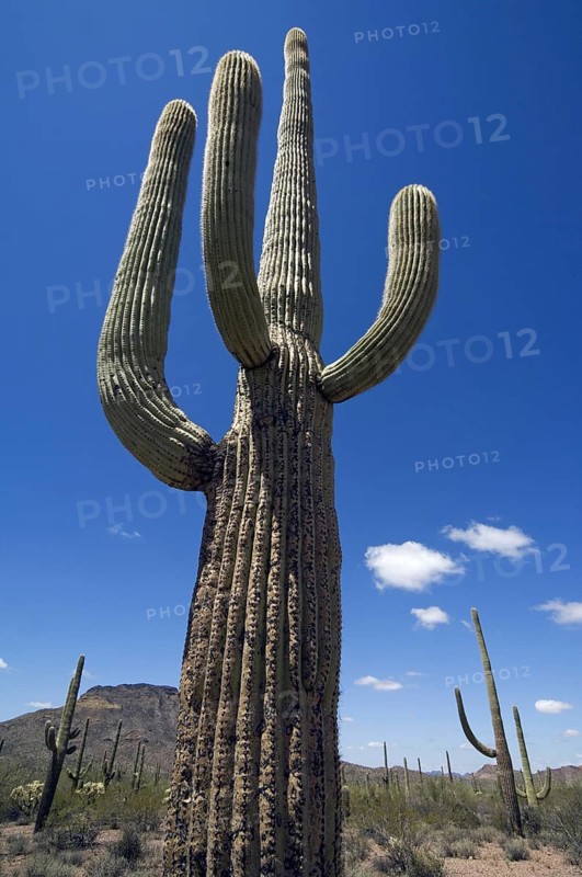 Saguaro