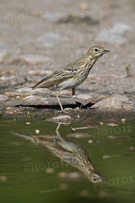 Tree pipit