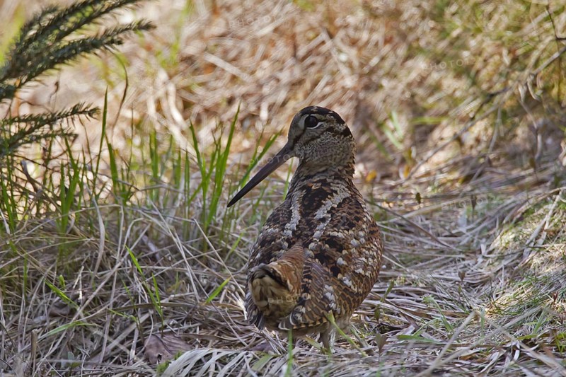 Eurasian Woodcock
