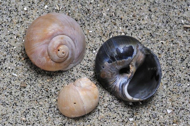 Necklace shells
