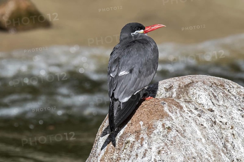 Inca tern