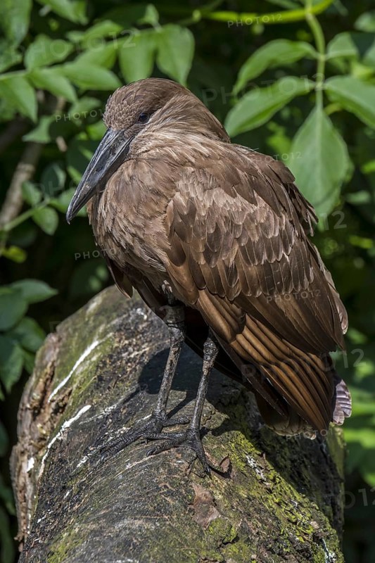 Hamerkop
