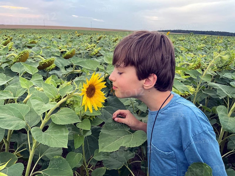 Boy smelling sunflower