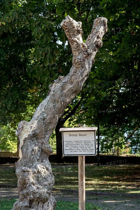 Biotope tree