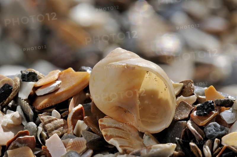 Alder's moon snail