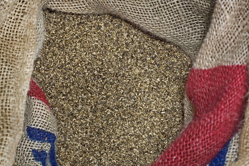 Sack with seeds of Belgian endive