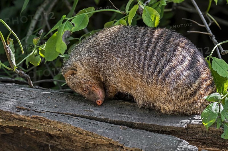 Banded mongoose