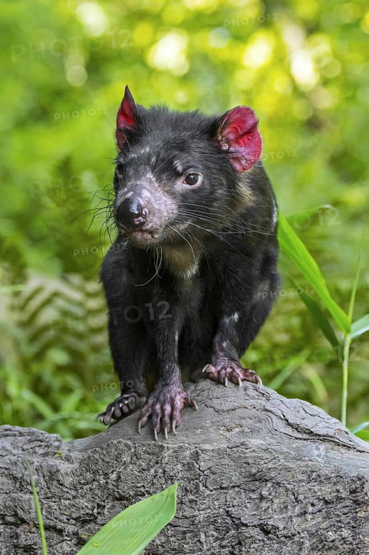 Tasmanian devil