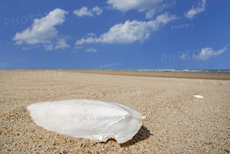 Cuttlebone washed ashore on sandy beach