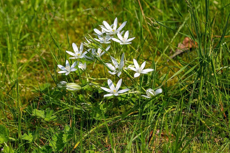 Star of Bethlehem