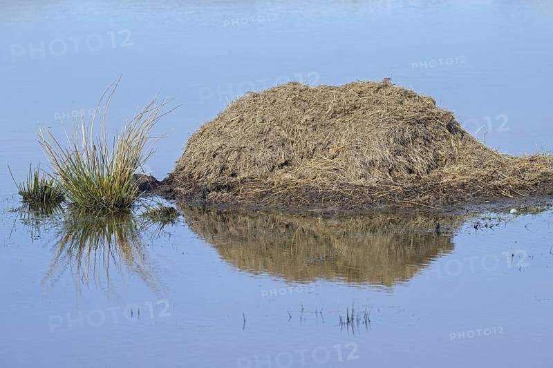 Muskrat
