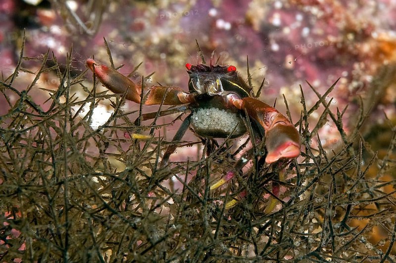 Symbiotic behaviour of crab Black coral crab