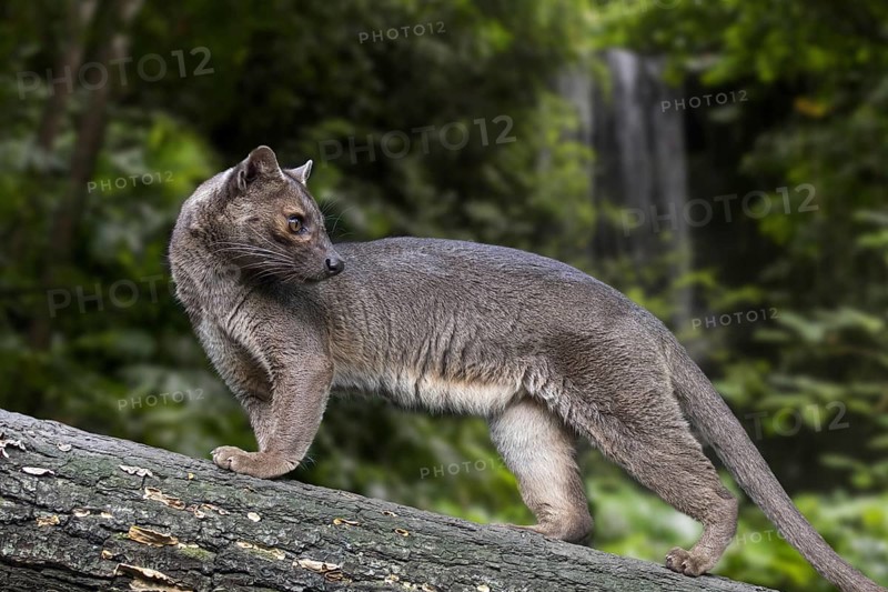 Fossa