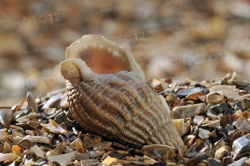 Netted dog whelk