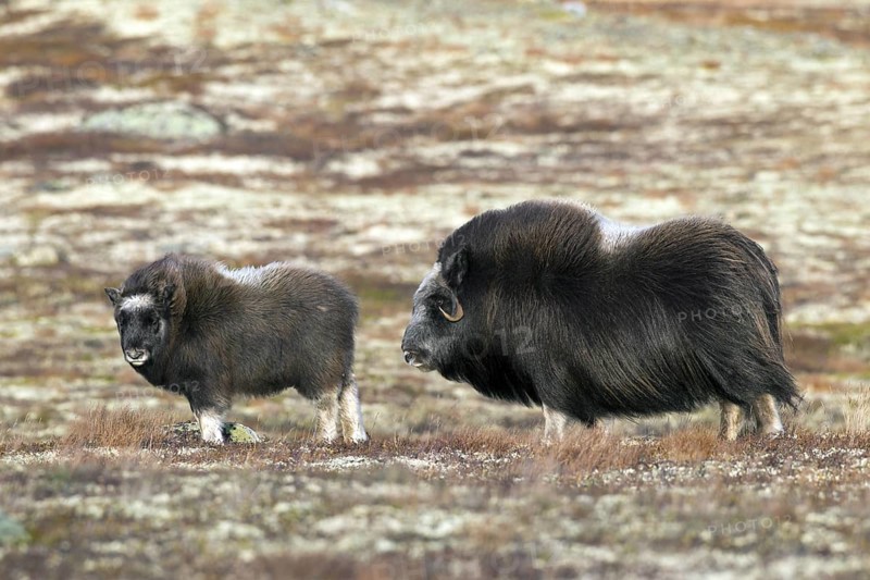 Muskox