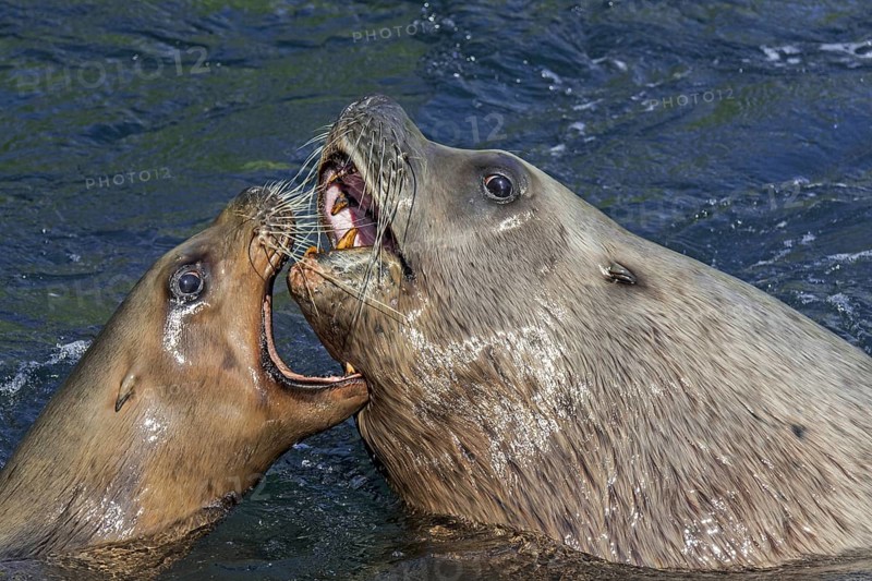 Steller sea lion