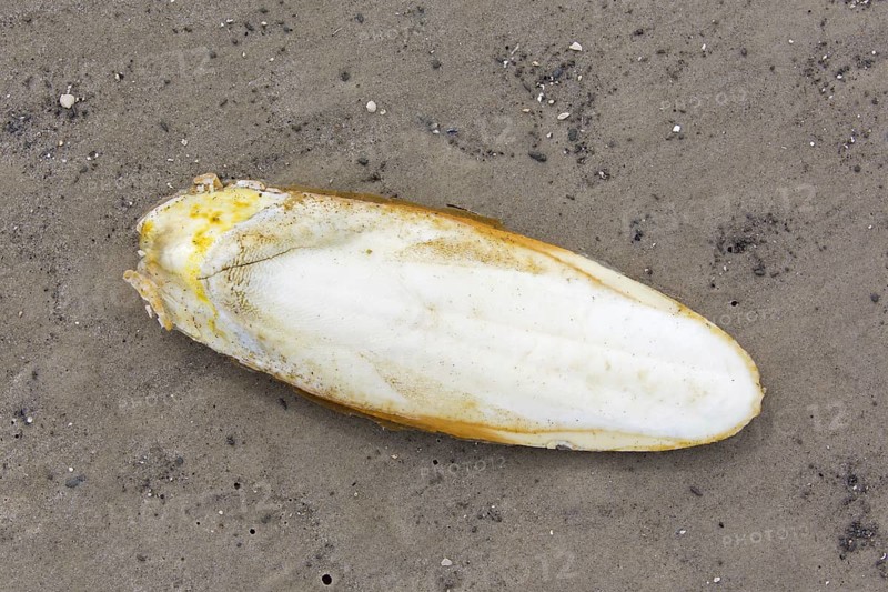 Cuttlebone washed ashore on sandy beach