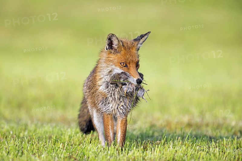 Red fox