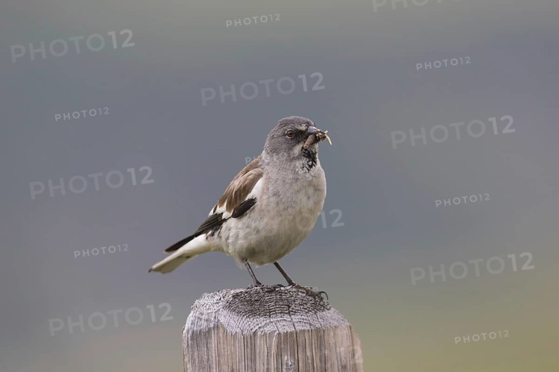 White-winged snowfinch