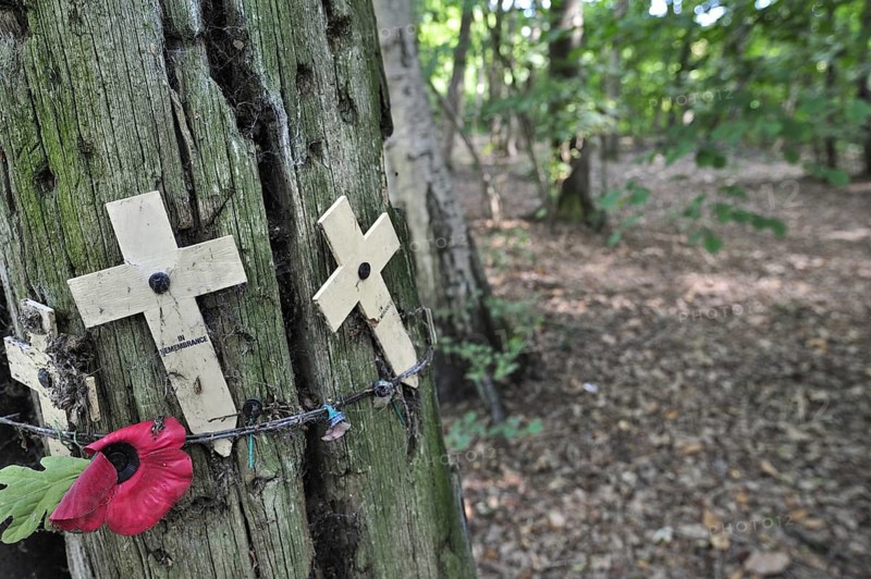Original shell-blasted tree showing bullet holes at Sanctuary Wood Museum Hill 62 at Zillebeke