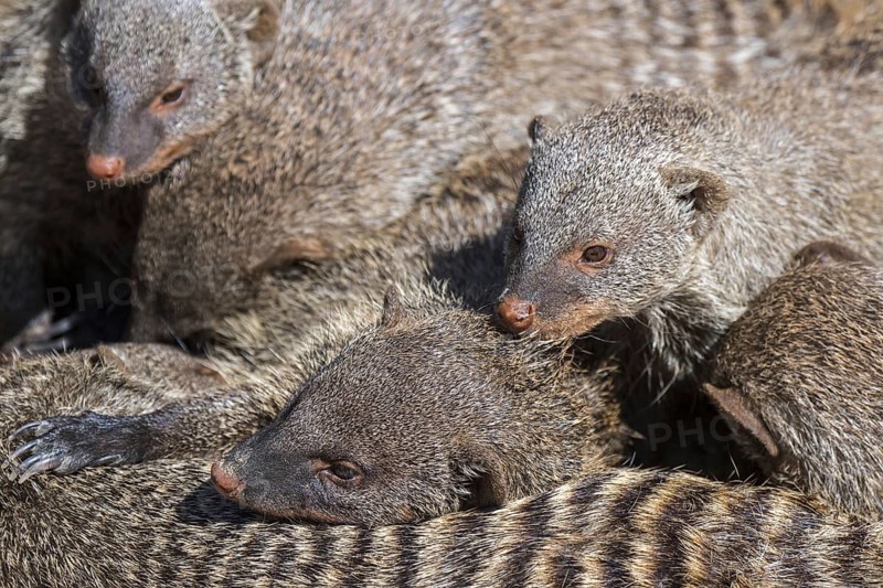 Snuggling banded mongooses