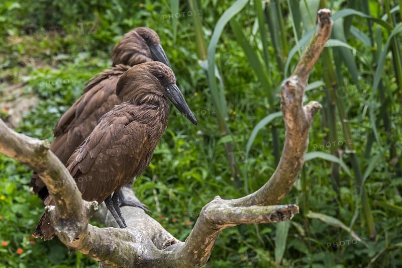 Hamerkop