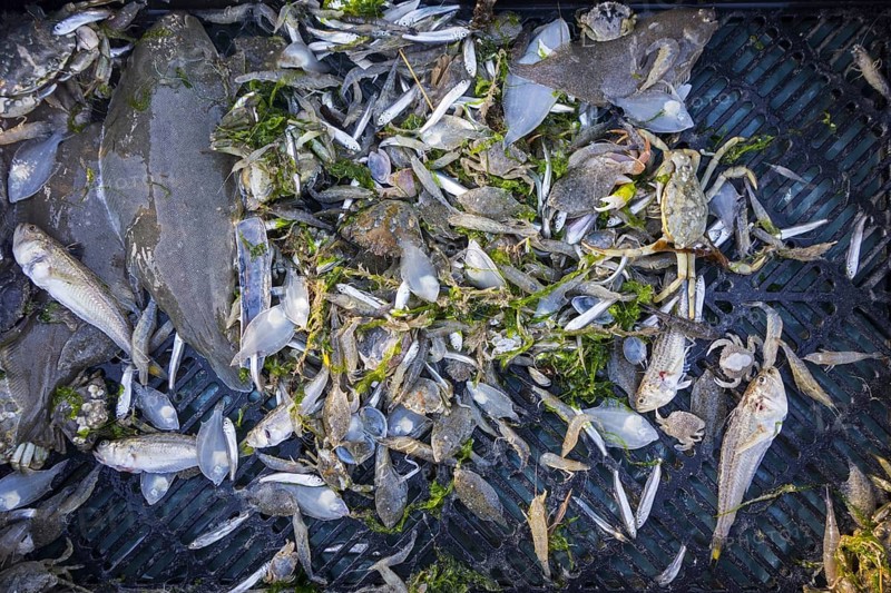 Shrimper's catch from shrimp drag net on the beach showing shrimps