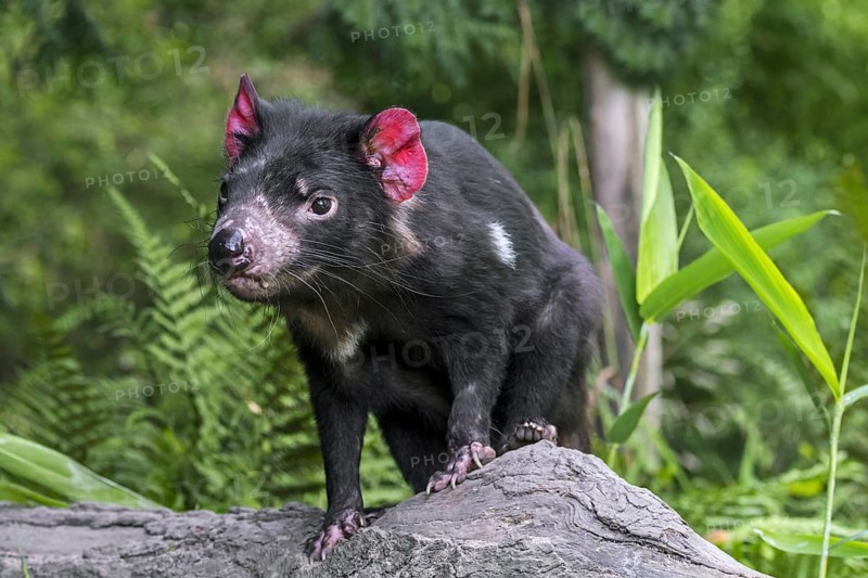 Tasmanian devil