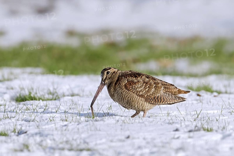 Eurasian woodcock
