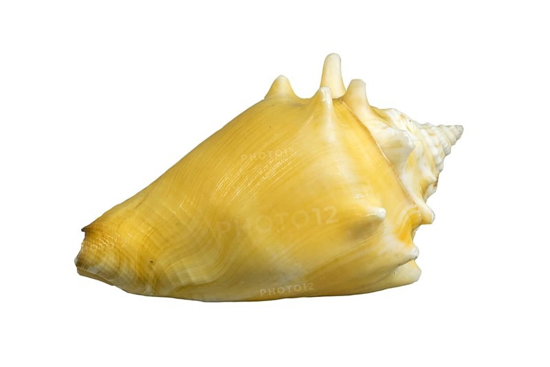 Florida fighting conch
