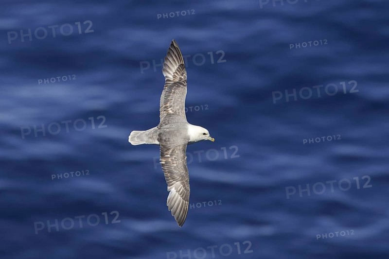 Northern fulmar