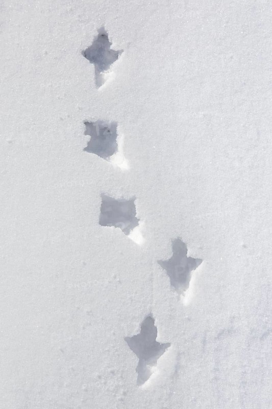 Rock ptarmigan