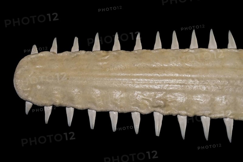 Sawfish