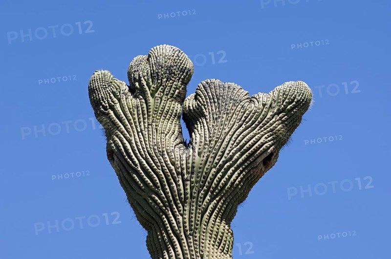Crested Saguaro