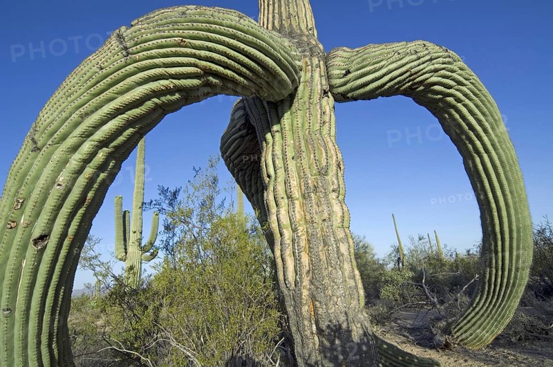 Saguaro