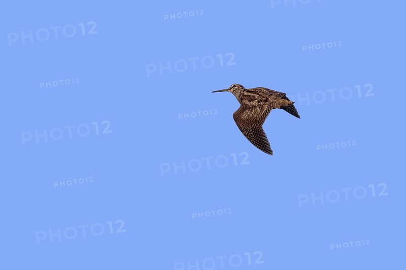 Eurasian woodcock