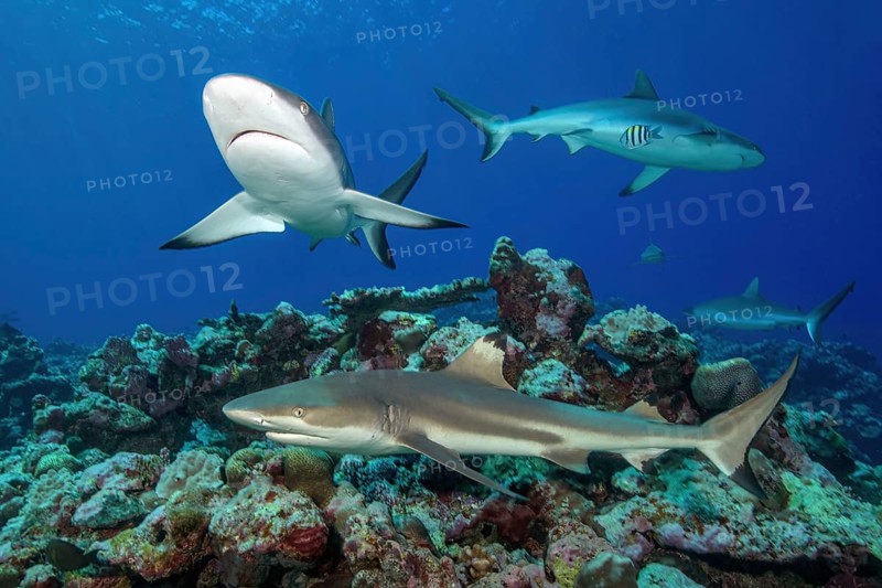 Bottom foreground Blacktip reef shark