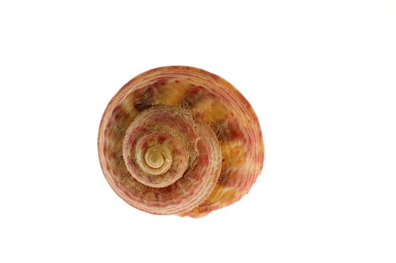 Painted top shell