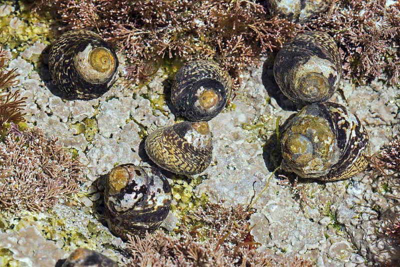 Lined top shells