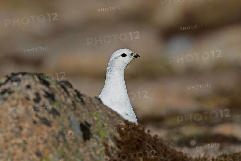 Rock ptarmigan