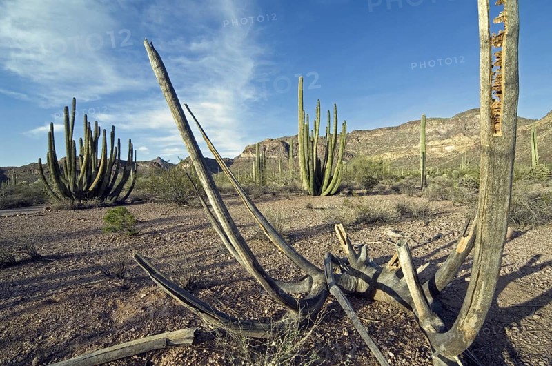 Hollow wooden skeleton of Organ pipe cactus