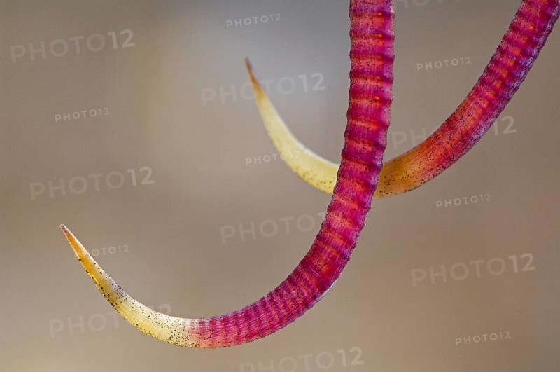 Close up of hooked spines of Barrel cactus